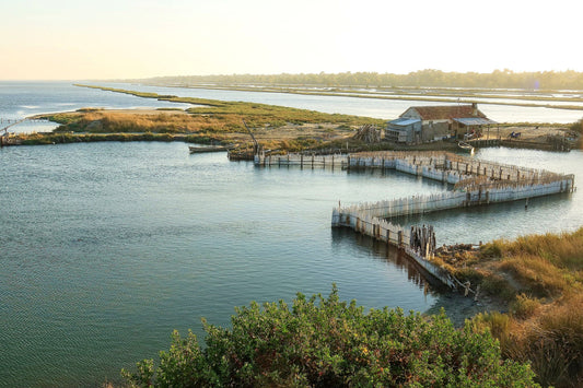 Karavasta Lagoon, Divjakë